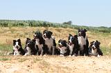 BORDER COLLIE 261